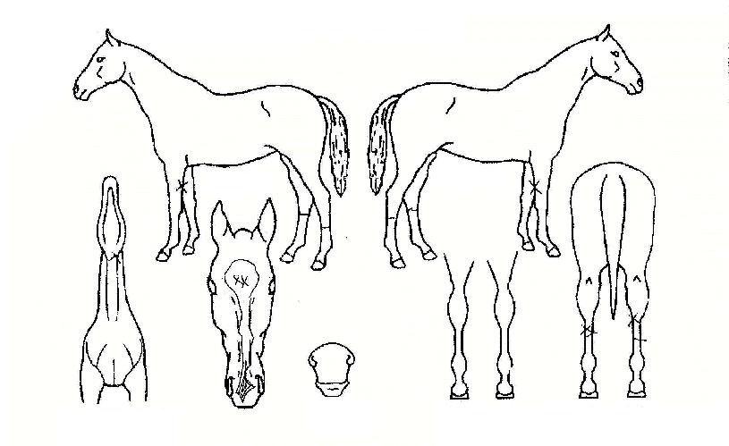 ÄÚÆÛ·¹ÀշθǽºÀÚ¸¶ÀÇ Ãø¸é,¿ì¸é,µÞ¸é,µÎ»ó,´Ù¸®ÀÇ Æ¯Â¡µµÇØ