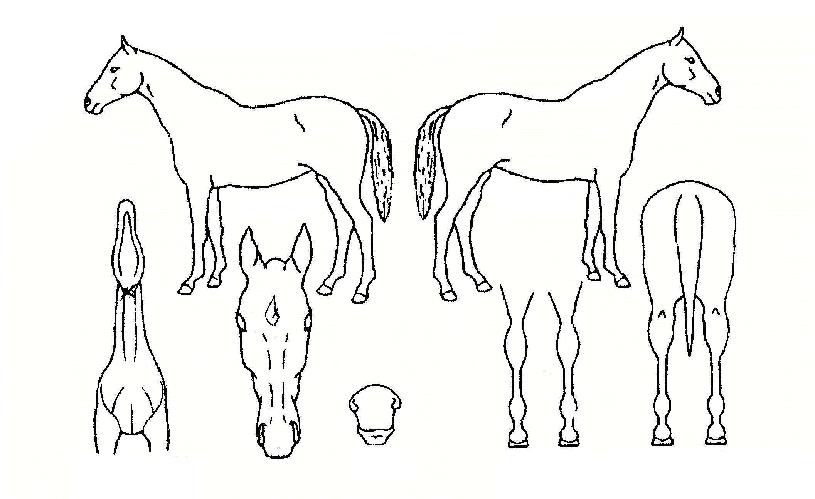 Á¦Æ®ÆÄÀ̾îÀÇ Ãø¸é,¿ì¸é,µÞ¸é,µÎ»ó,´Ù¸®ÀÇ Æ¯Â¡µµÇØ