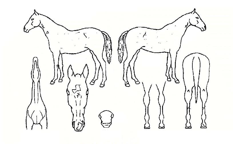 ·¹½êÀÇ Ãø¸é,¿ì¸é,µÞ¸é,µÎ»ó,´Ù¸®ÀÇ Æ¯Â¡µµÇØ