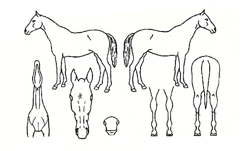 ³²°ÀÇ Ãø¸é,¿ì¸é,µÞ¸é,µÎ»ó,´Ù¸®ÀÇ Æ¯Â¡µµÇØ