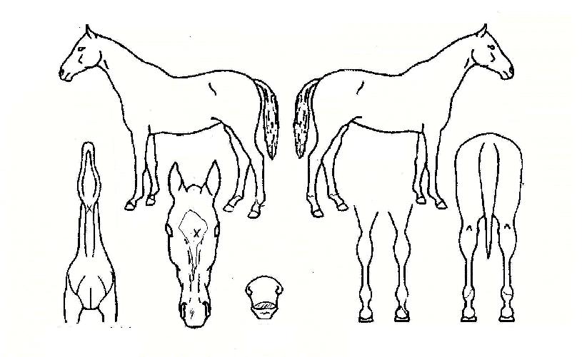 ŸÀÌÄïÁîÆÝÀÚ¸¶ÀÇ Ãø¸é,¿ì¸é,µÞ¸é,µÎ»ó,´Ù¸®ÀÇ Æ¯Â¡µµÇØ