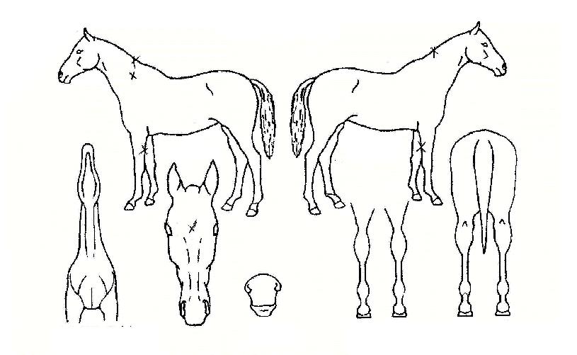 ¹Ù¶÷ÀǾð´öÀÇ Ãø¸é,¿ì¸é,µÞ¸é,µÎ»ó,´Ù¸®ÀÇ Æ¯Â¡µµÇØ