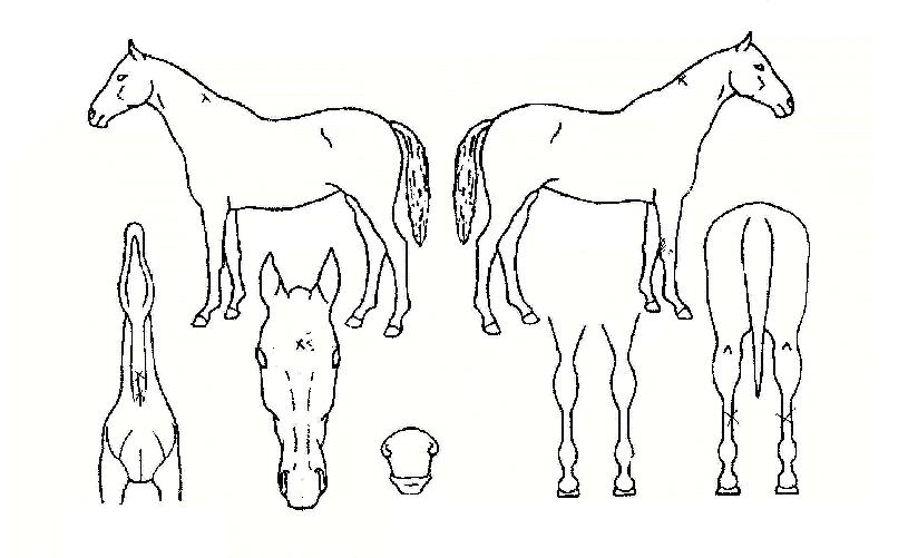 Æ®·¢Ä¿ÀÇ Ãø¸é,¿ì¸é,µÞ¸é,µÎ»ó,´Ù¸®ÀÇ Æ¯Â¡µµÇØ