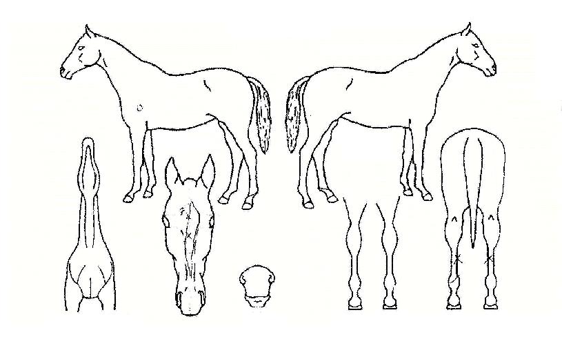 Àü½Å°©ÁÖÀÇ Ãø¸é,¿ì¸é,µÞ¸é,µÎ»ó,´Ù¸®ÀÇ Æ¯Â¡µµÇØ