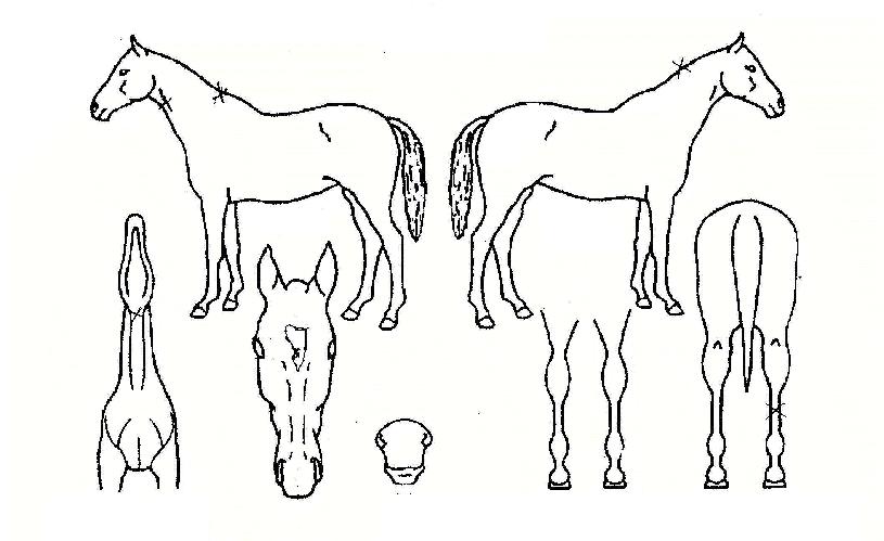 Âù½º±ÍÀçÀÇ Ãø¸é,¿ì¸é,µÞ¸é,µÎ»ó,´Ù¸®ÀÇ Æ¯Â¡µµÇØ