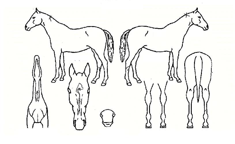 ÇÞºûÂù¶õÀÇ Ãø¸é,¿ì¸é,µÞ¸é,µÎ»ó,´Ù¸®ÀÇ Æ¯Â¡µµÇØ