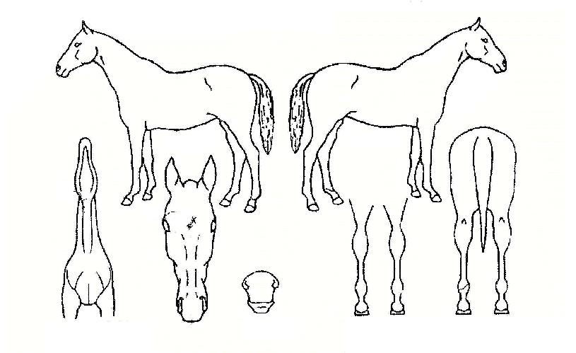 Áö´öÀåÀÚ¸¶ÀÇ Ãø¸é,¿ì¸é,µÞ¸é,µÎ»ó,´Ù¸®ÀÇ Æ¯Â¡µµÇØ