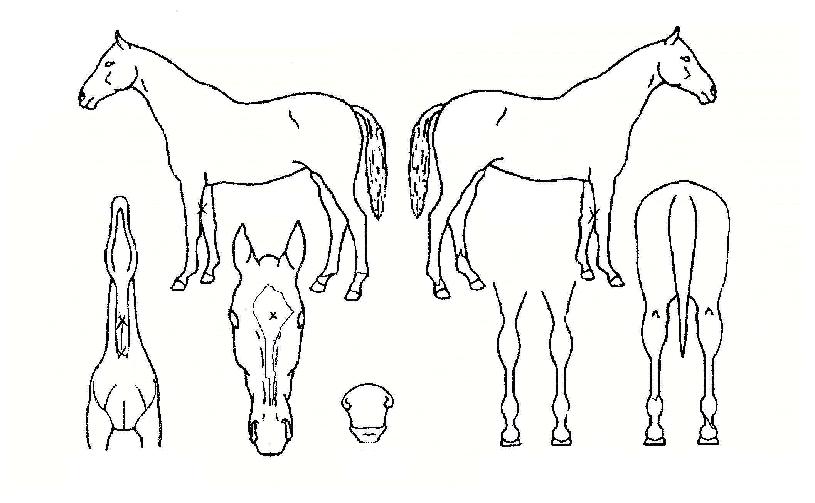 ĵµðÀÇ Ãø¸é,¿ì¸é,µÞ¸é,µÎ»ó,´Ù¸®ÀÇ Æ¯Â¡µµÇØ