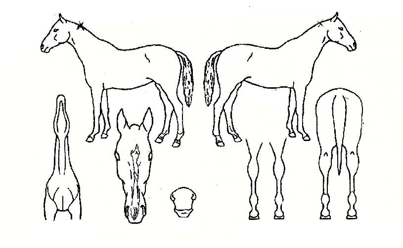 Çà¿î°¡¼ÓÀÇ Ãø¸é,¿ì¸é,µÞ¸é,µÎ»ó,´Ù¸®ÀÇ Æ¯Â¡µµÇØ