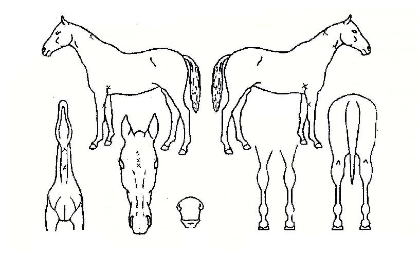 ÅÍÄ¡´Ù¿îÀÇ Ãø¸é,¿ì¸é,µÞ¸é,µÎ»ó,´Ù¸®ÀÇ Æ¯Â¡µµÇØ