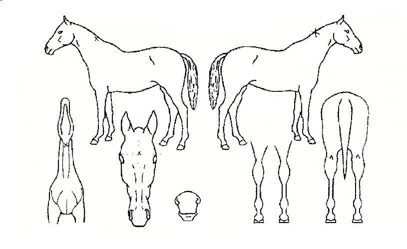 Èëµ¹ÀÇ Ãø¸é,¿ì¸é,µÞ¸é,µÎ»ó,´Ù¸®ÀÇ Æ¯Â¡µµÇØ