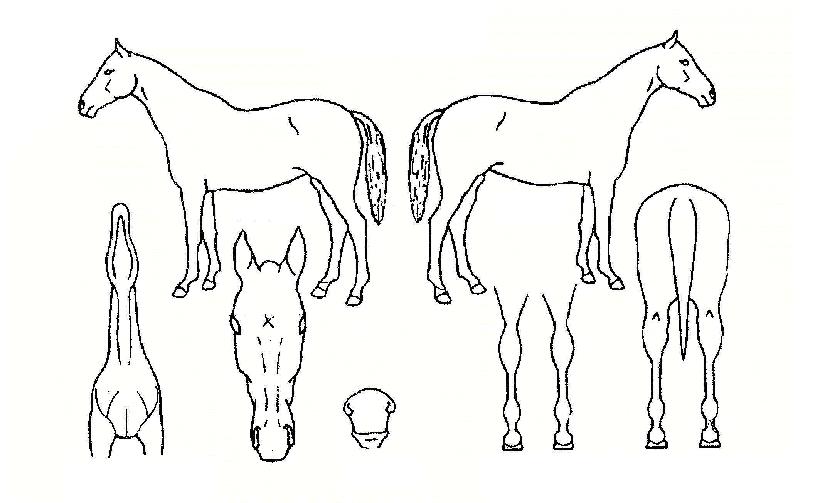 ·¹À̽ºÅ×·¯ÀÇ Ãø¸é,¿ì¸é,µÞ¸é,µÎ»ó,´Ù¸®ÀÇ Æ¯Â¡µµÇØ