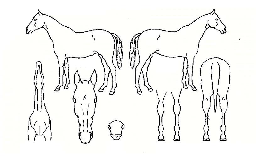 ¼¼ÄÁµå·¹À̵ðÀÇ Ãø¸é,¿ì¸é,µÞ¸é,µÎ»ó,´Ù¸®ÀÇ Æ¯Â¡µµÇØ