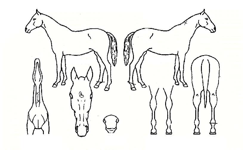 ½´ÆÛ½ºÆÄÀÌÅ©ÀÇ Ãø¸é,¿ì¸é,µÞ¸é,µÎ»ó,´Ù¸®ÀÇ Æ¯Â¡µµÇØ