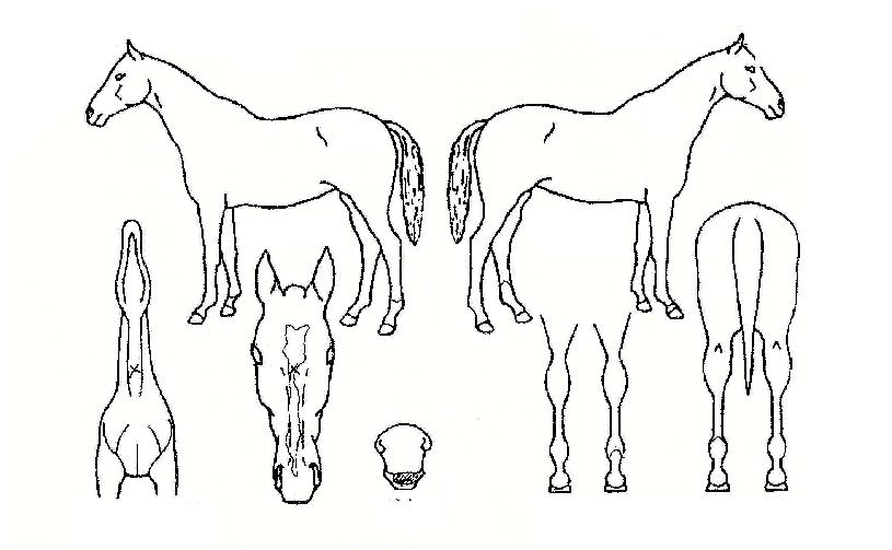 ¾Æ±¸¾Æ¾ÆÁÙ¸®Å¸ÀÚ¸¶ÀÇ Ãø¸é,¿ì¸é,µÞ¸é,µÎ»ó,´Ù¸®ÀÇ Æ¯Â¡µµÇØ