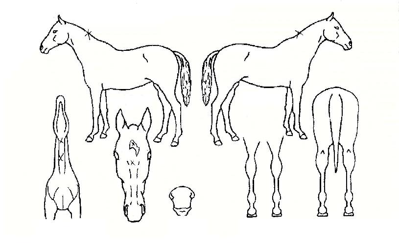 ¸¶ÀÌÆÐ¹Ð¸®ÀÇ Ãø¸é,¿ì¸é,µÞ¸é,µÎ»ó,´Ù¸®ÀÇ Æ¯Â¡µµÇØ