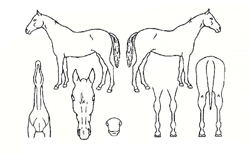 »ê¹æÇ÷¯½ºÀÇ Ãø¸é,¿ì¸é,µÞ¸é,µÎ»ó,´Ù¸®ÀÇ Æ¯Â¡µµÇØ