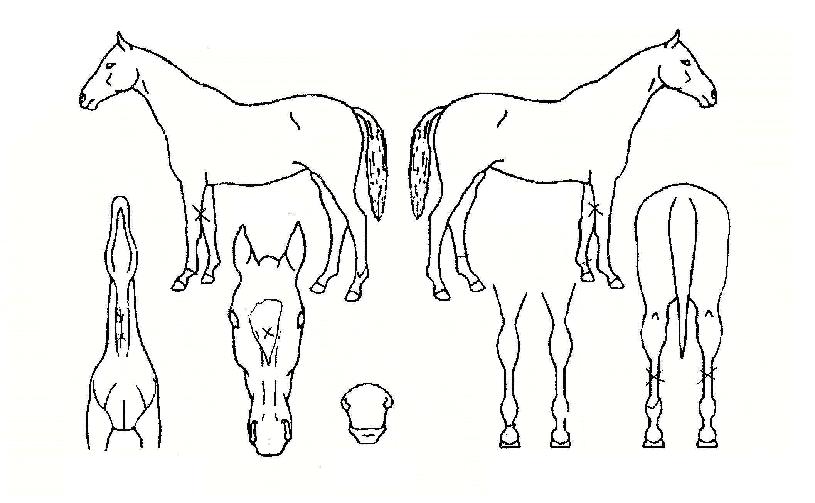 º£½ºÆ®°¶·´ÀÇ Ãø¸é,¿ì¸é,µÞ¸é,µÎ»ó,´Ù¸®ÀÇ Æ¯Â¡µµÇØ