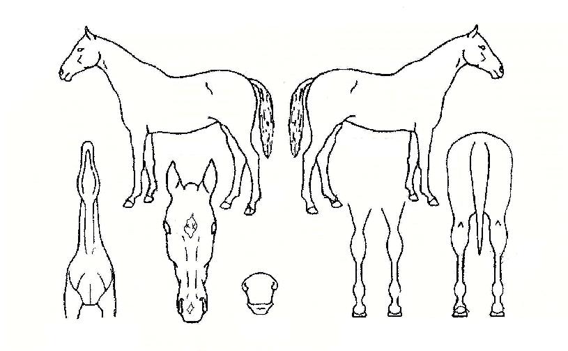 ¾çŰ´Ï½ºÀÇ Ãø¸é,¿ì¸é,µÞ¸é,µÎ»ó,´Ù¸®ÀÇ Æ¯Â¡µµÇØ