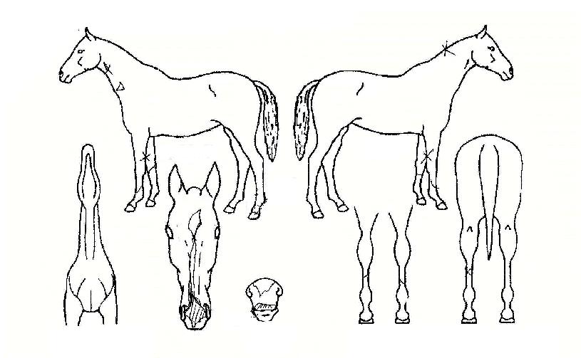 ¹Ì½ºÅÍ·ÏŰÀÇ Ãø¸é,¿ì¸é,µÞ¸é,µÎ»ó,´Ù¸®ÀÇ Æ¯Â¡µµÇØ