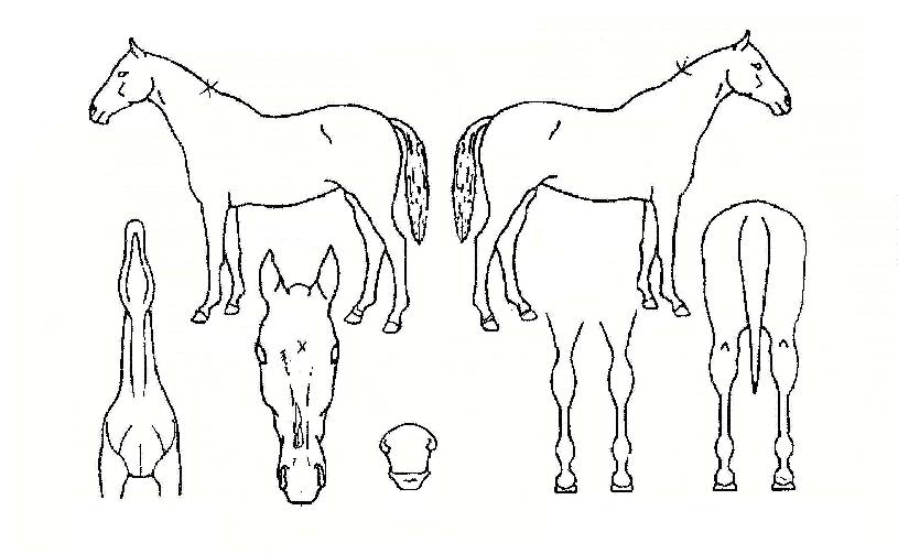 ¸í¹®ÃÖ°ÀÇ Ãø¸é,¿ì¸é,µÞ¸é,µÎ»ó,´Ù¸®ÀÇ Æ¯Â¡µµÇØ