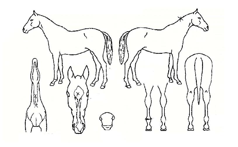 Ȳ½Ç°øÁÖÀÇ Ãø¸é,¿ì¸é,µÞ¸é,µÎ»ó,´Ù¸®ÀÇ Æ¯Â¡µµÇØ