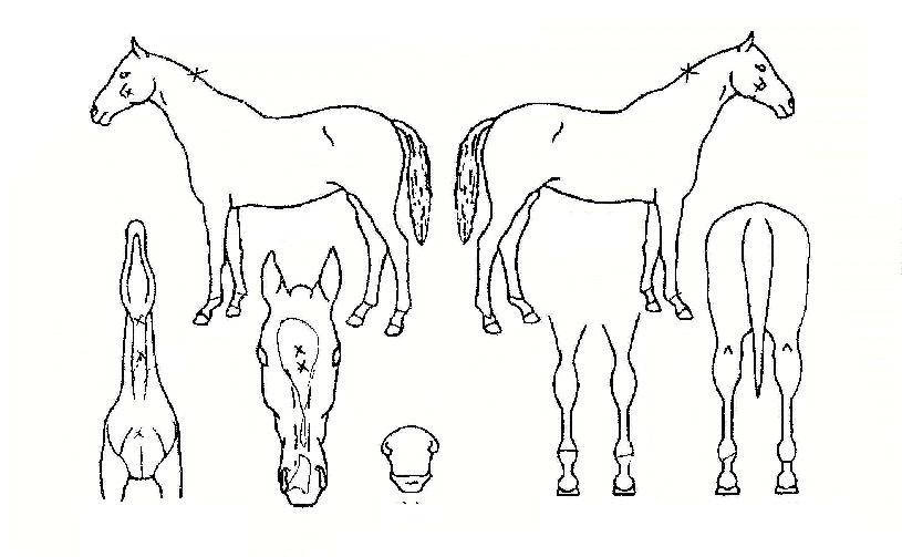 ÃÖ°íÀǺ°ÀÇ Ãø¸é,¿ì¸é,µÞ¸é,µÎ»ó,´Ù¸®ÀÇ Æ¯Â¡µµÇØ