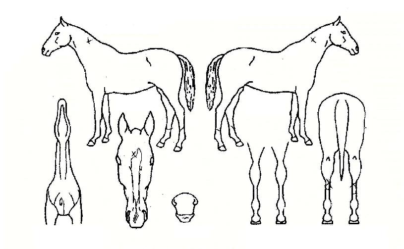 ¸¸°øÀÚ¸¶ÀÇ Ãø¸é,¿ì¸é,µÞ¸é,µÎ»ó,´Ù¸®ÀÇ Æ¯Â¡µµÇØ