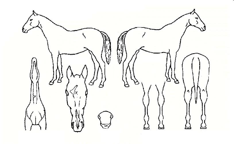 ±â´Ù¸²ÀºÀÚÀ¯ÀÇ Ãø¸é,¿ì¸é,µÞ¸é,µÎ»ó,´Ù¸®ÀÇ Æ¯Â¡µµÇØ