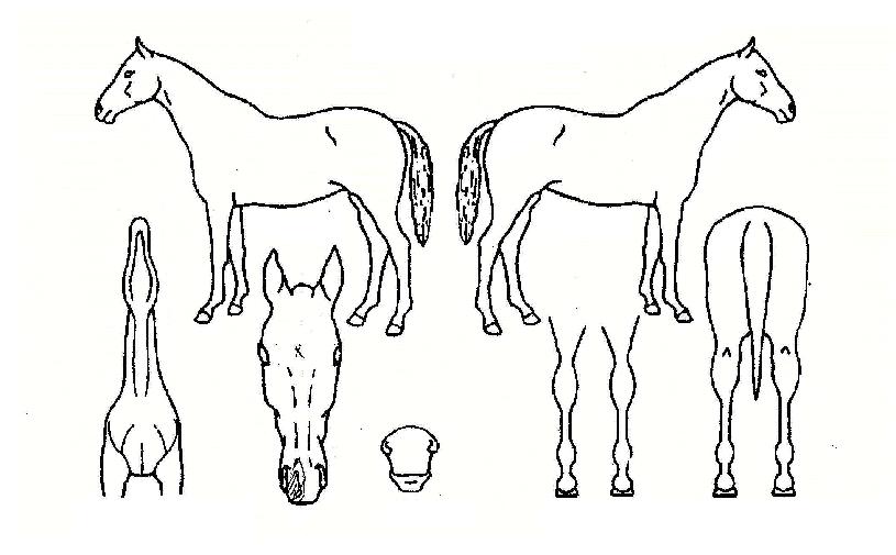 ¼¿ï·°Å°ÀÇ Ãø¸é,¿ì¸é,µÞ¸é,µÎ»ó,´Ù¸®ÀÇ Æ¯Â¡µµÇØ