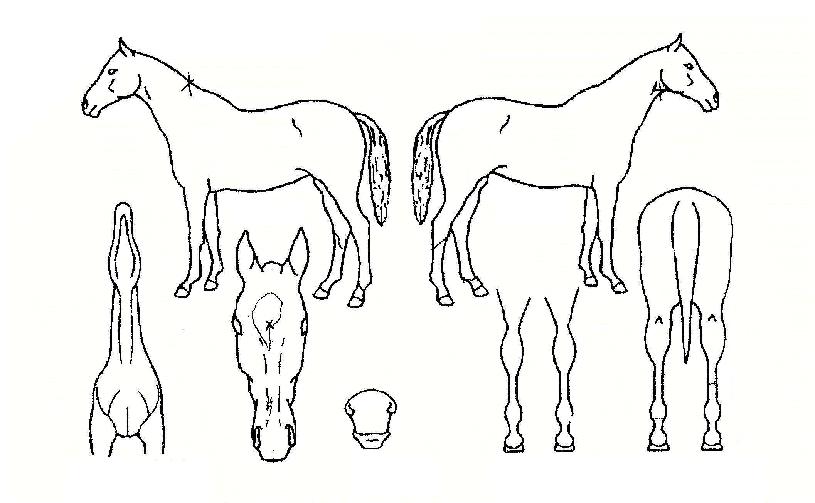 ¹®·£µåÀÇ Ãø¸é,¿ì¸é,µÞ¸é,µÎ»ó,´Ù¸®ÀÇ Æ¯Â¡µµÇØ