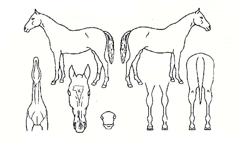 °úõ´ë·úÀÇ Ãø¸é,¿ì¸é,µÞ¸é,µÎ»ó,´Ù¸®ÀÇ Æ¯Â¡µµÇØ