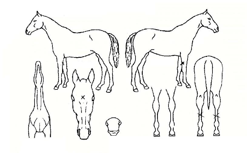 µ¶·æ»ê¼ºÀÚ¸¶ÀÇ Ãø¸é,¿ì¸é,µÞ¸é,µÎ»ó,´Ù¸®ÀÇ Æ¯Â¡µµÇØ