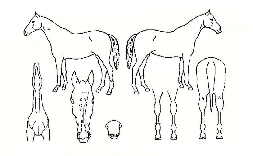 Ȳ±Ý¹æ¿ïÀÇ Ãø¸é,¿ì¸é,µÞ¸é,µÎ»ó,´Ù¸®ÀÇ Æ¯Â¡µµÇØ