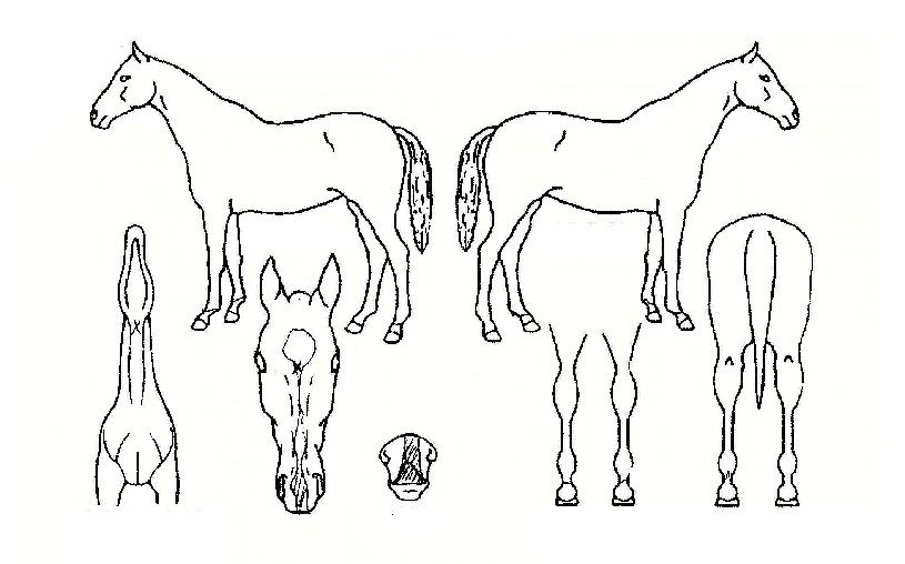 űػç¶ûÀÇ Ãø¸é,¿ì¸é,µÞ¸é,µÎ»ó,´Ù¸®ÀÇ Æ¯Â¡µµÇØ