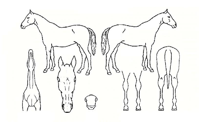 ½Ï¾µ¹Ù¶÷ÀÇ Ãø¸é,¿ì¸é,µÞ¸é,µÎ»ó,´Ù¸®ÀÇ Æ¯Â¡µµÇØ