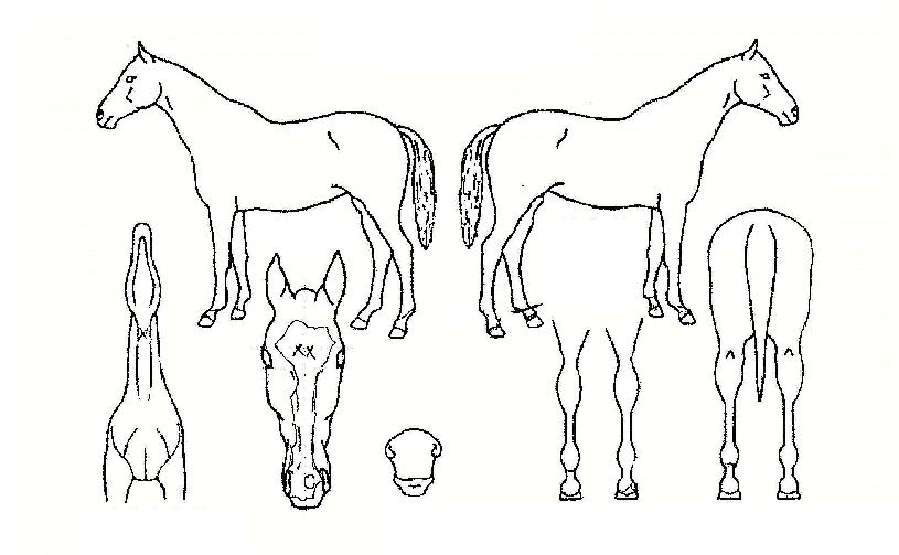 ±ÝºûÁúÁÖÀÇ Ãø¸é,¿ì¸é,µÞ¸é,µÎ»ó,´Ù¸®ÀÇ Æ¯Â¡µµÇØ