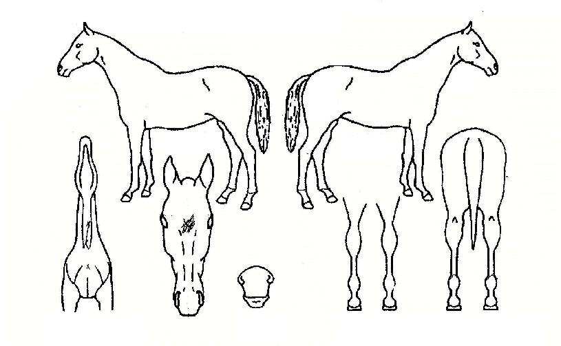 ¶ó¿ÂŰƼÀÇ Ãø¸é,¿ì¸é,µÞ¸é,µÎ»ó,´Ù¸®ÀÇ Æ¯Â¡µµÇØ