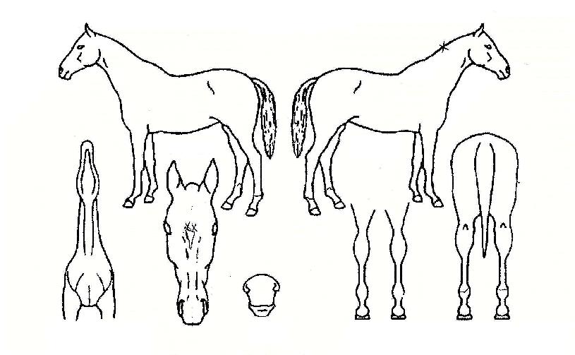 ¶ó¿ÂĹÀÇ Ãø¸é,¿ì¸é,µÞ¸é,µÎ»ó,´Ù¸®ÀÇ Æ¯Â¡µµÇØ