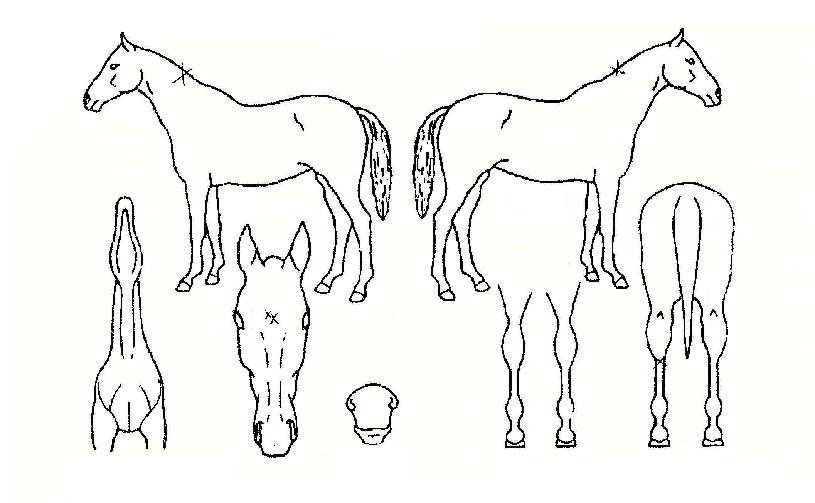 ºòµðÆÛ·±½ºÀÚ¸¶ÀÇ Ãø¸é,¿ì¸é,µÞ¸é,µÎ»ó,´Ù¸®ÀÇ Æ¯Â¡µµÇØ