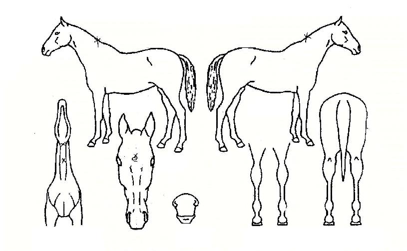 À¯¸®¾ËÀÇ Ãø¸é,¿ì¸é,µÞ¸é,µÎ»ó,´Ù¸®ÀÇ Æ¯Â¡µµÇØ