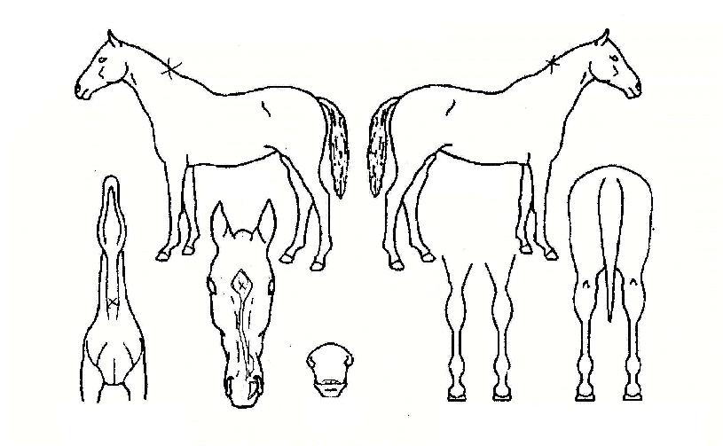 º£½ºÆ®È¦½ºÀÇ Ãø¸é,¿ì¸é,µÞ¸é,µÎ»ó,´Ù¸®ÀÇ Æ¯Â¡µµÇØ