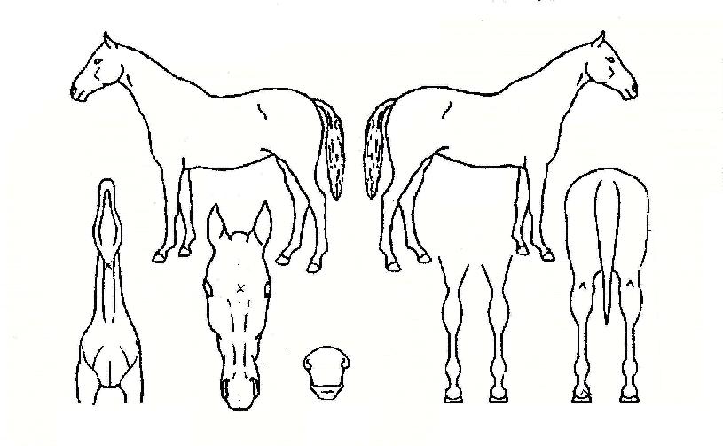 º¥Ã³·¯½ºÀÇ Ãø¸é,¿ì¸é,µÞ¸é,µÎ»ó,´Ù¸®ÀÇ Æ¯Â¡µµÇØ