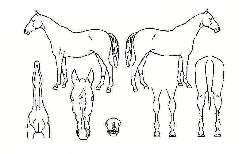 ÆÇŸ·¹ÀÌÀÇ Ãø¸é,¿ì¸é,µÞ¸é,µÎ»ó,´Ù¸®ÀÇ Æ¯Â¡µµÇØ