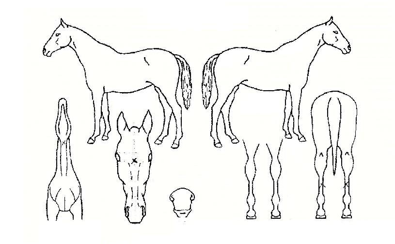 À§´×¿ì¸ÕÀÇ Ãø¸é,¿ì¸é,µÞ¸é,µÎ»ó,´Ù¸®ÀÇ Æ¯Â¡µµÇØ