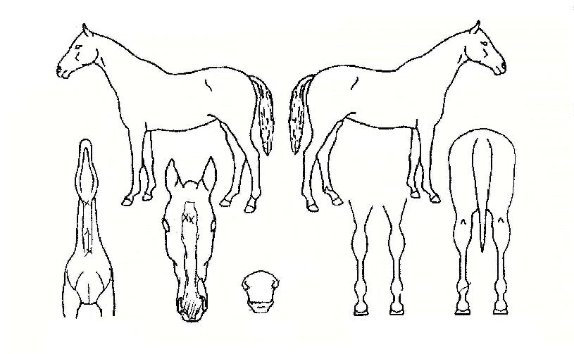 ÄÃÊ´í¼ÀÇ Ãø¸é,¿ì¸é,µÞ¸é,µÎ»ó,´Ù¸®ÀÇ Æ¯Â¡µµÇØ