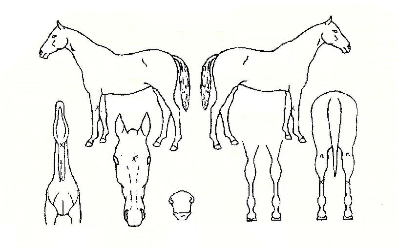 ¿¬¼Ó°Å¸ÀÇ Ãø¸é,¿ì¸é,µÞ¸é,µÎ»ó,´Ù¸®ÀÇ Æ¯Â¡µµÇØ