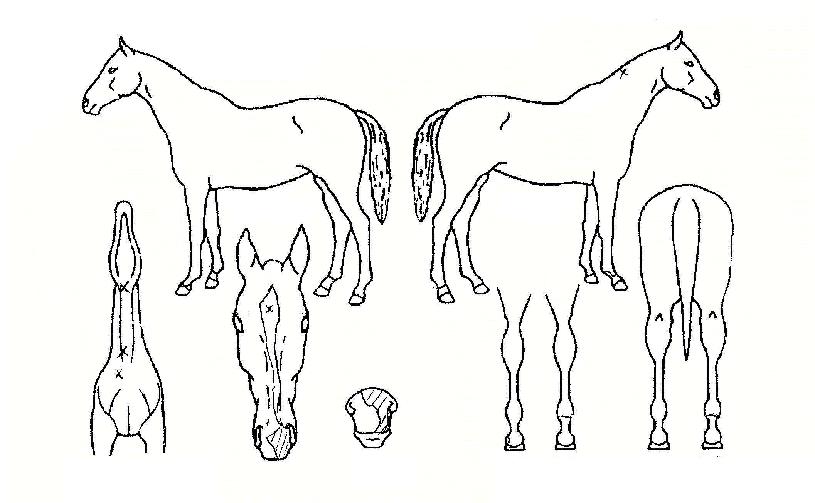 È«±¤ÀÇ Ãø¸é,¿ì¸é,µÞ¸é,µÎ»ó,´Ù¸®ÀÇ Æ¯Â¡µµÇØ