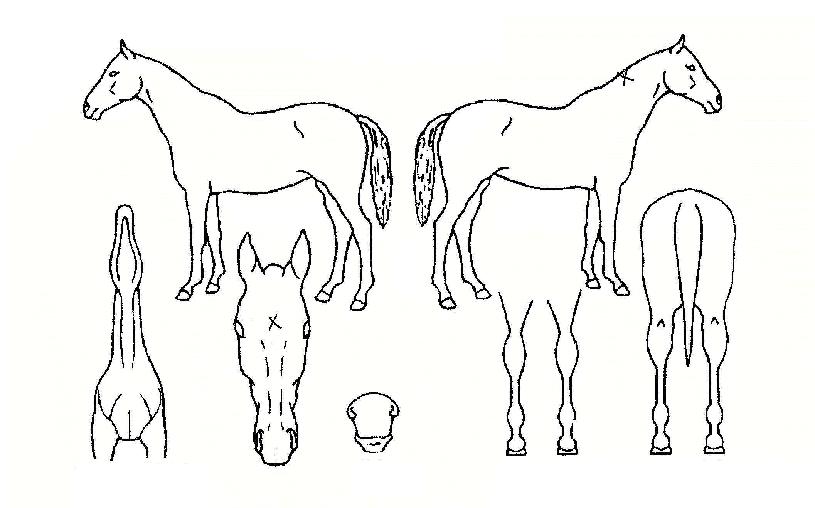 ¿î¼ö´ëÅëÀÚ¸¶ÀÇ Ãø¸é,¿ì¸é,µÞ¸é,µÎ»ó,´Ù¸®ÀÇ Æ¯Â¡µµÇØ