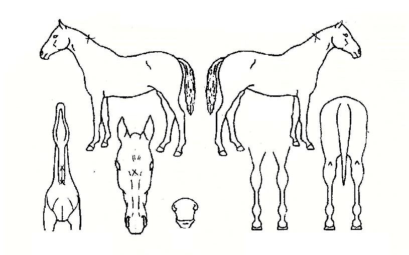 ¿ÍÀÎÇâ±âÀÇ Ãø¸é,¿ì¸é,µÞ¸é,µÎ»ó,´Ù¸®ÀÇ Æ¯Â¡µµÇØ